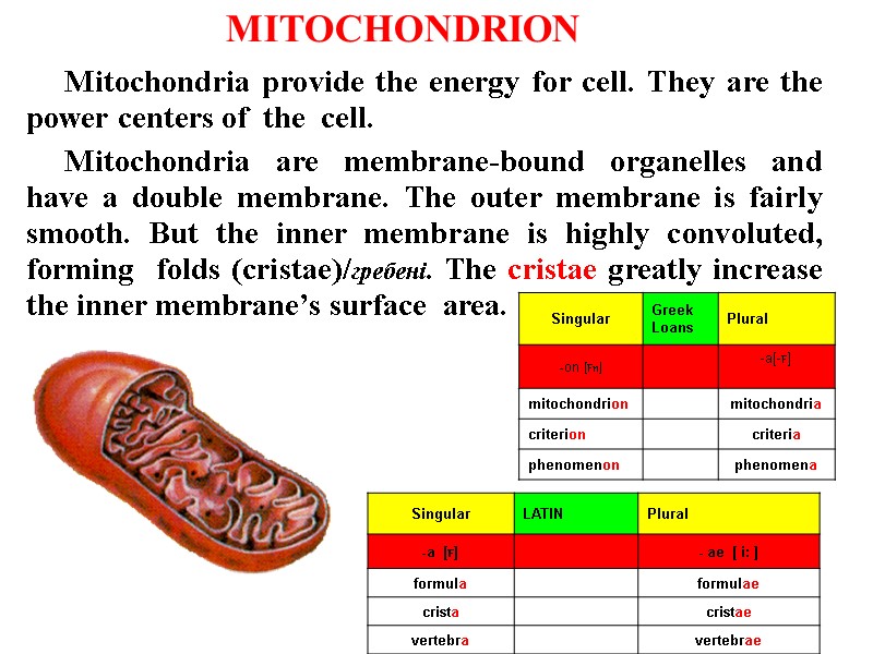 Mitochondria provide the energy for cell. They are the power centers of  the